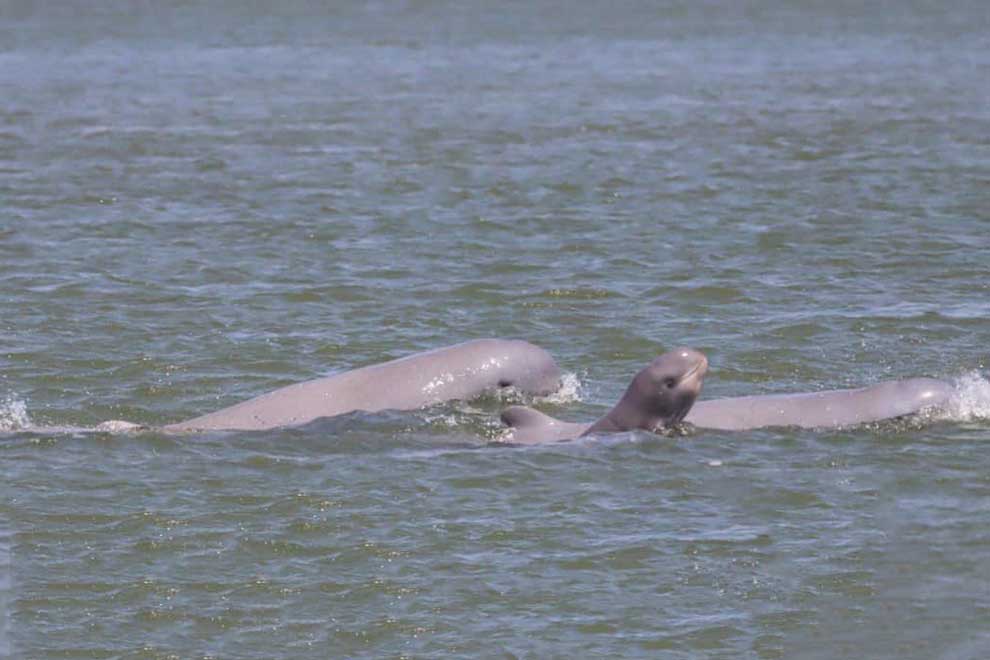 Action promised on use of illegal fishing gear in dolphin areas Action promised on use of illegal fishing gear in dolphin areas