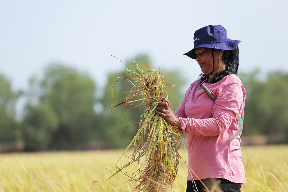 Farmers urged to prioritise local rice varieties as prices surge