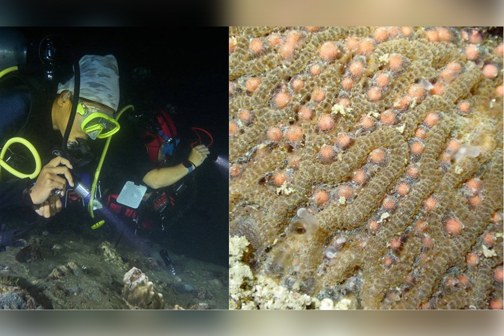 Discovery of spawning coral lauded as sign of ‘healthy Cambodian seas’ Discovery of spawning coral lauded as sign of 'healthy Cambodian seas'