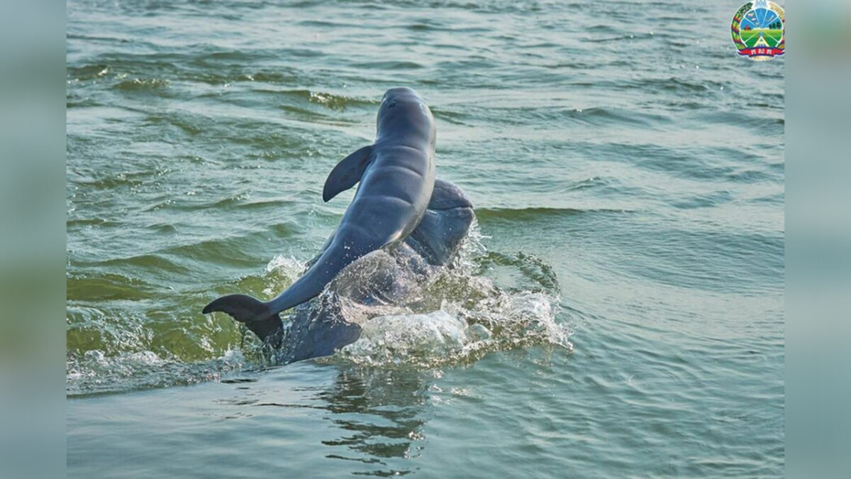 A newborn Irrawaddy dolphin calf spotted at Kampi pool on April 27 has increased Cambodia’s Mekong dolphin population to 118. Agriculture ministry