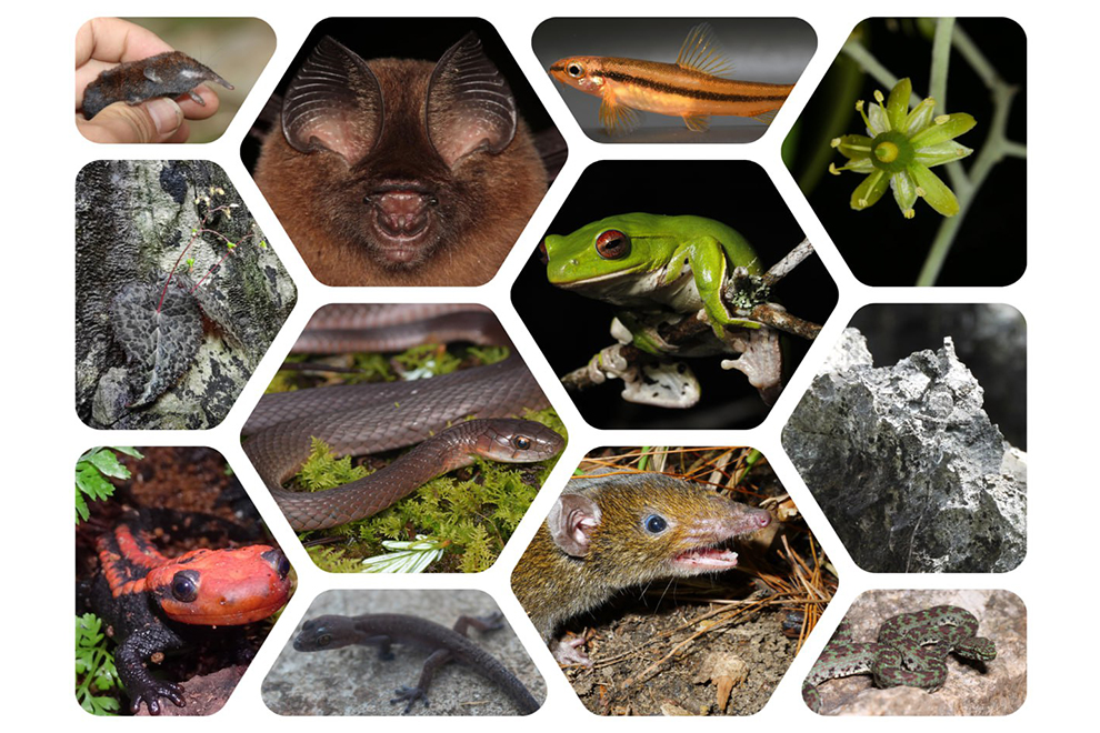 WWF report highlights discovery of new species in Greater Mekong region WWF report highlights discovery of new species in Greater Mekong region