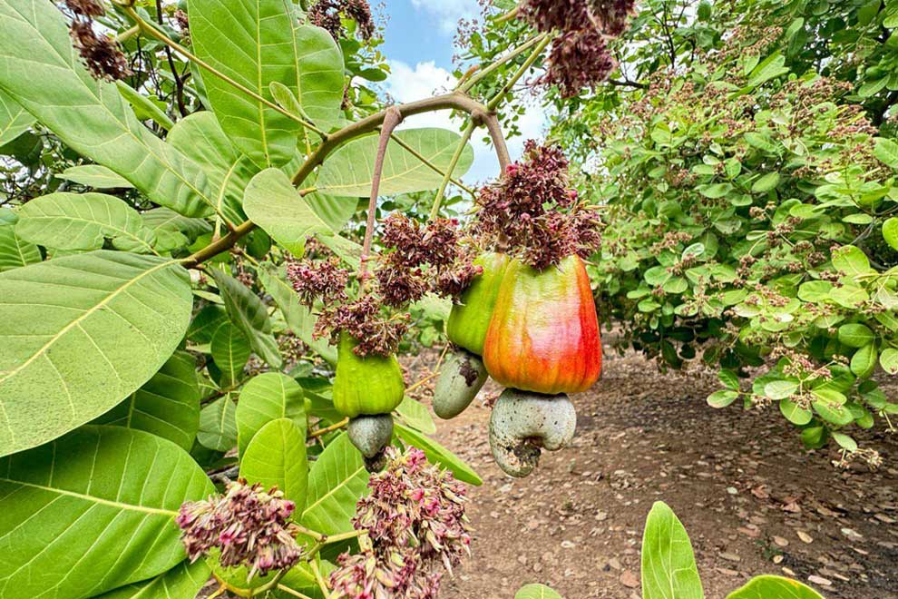 Preah Vihear cashew communities team up to grow market share