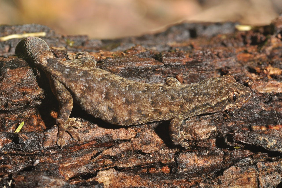 Thy also identified Hemiphyllodactylus samkos, another previously unknown species, this time in Phnom Samkos Wildlife Sanctuary in Pursat province. Neang Thy