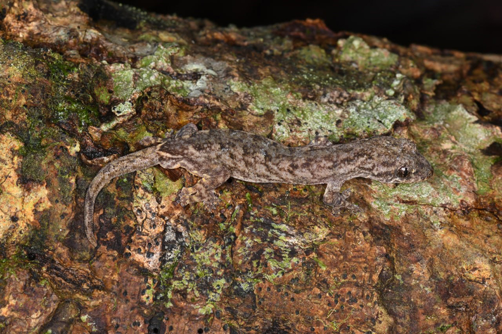 Discovery of hitherto-unknown gecko species highlights biodiversity