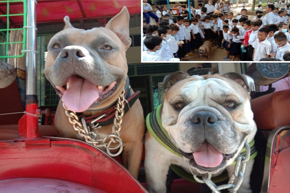 Toto (left), a British Bulldog, and Bully, an American Staffordshire Terrier, proud members of the Well of Life Projects Cambodia crew. Inset: Students at Sen Sok Elementary School play with Bully, one of the team’s well-mannered members. WOLPC