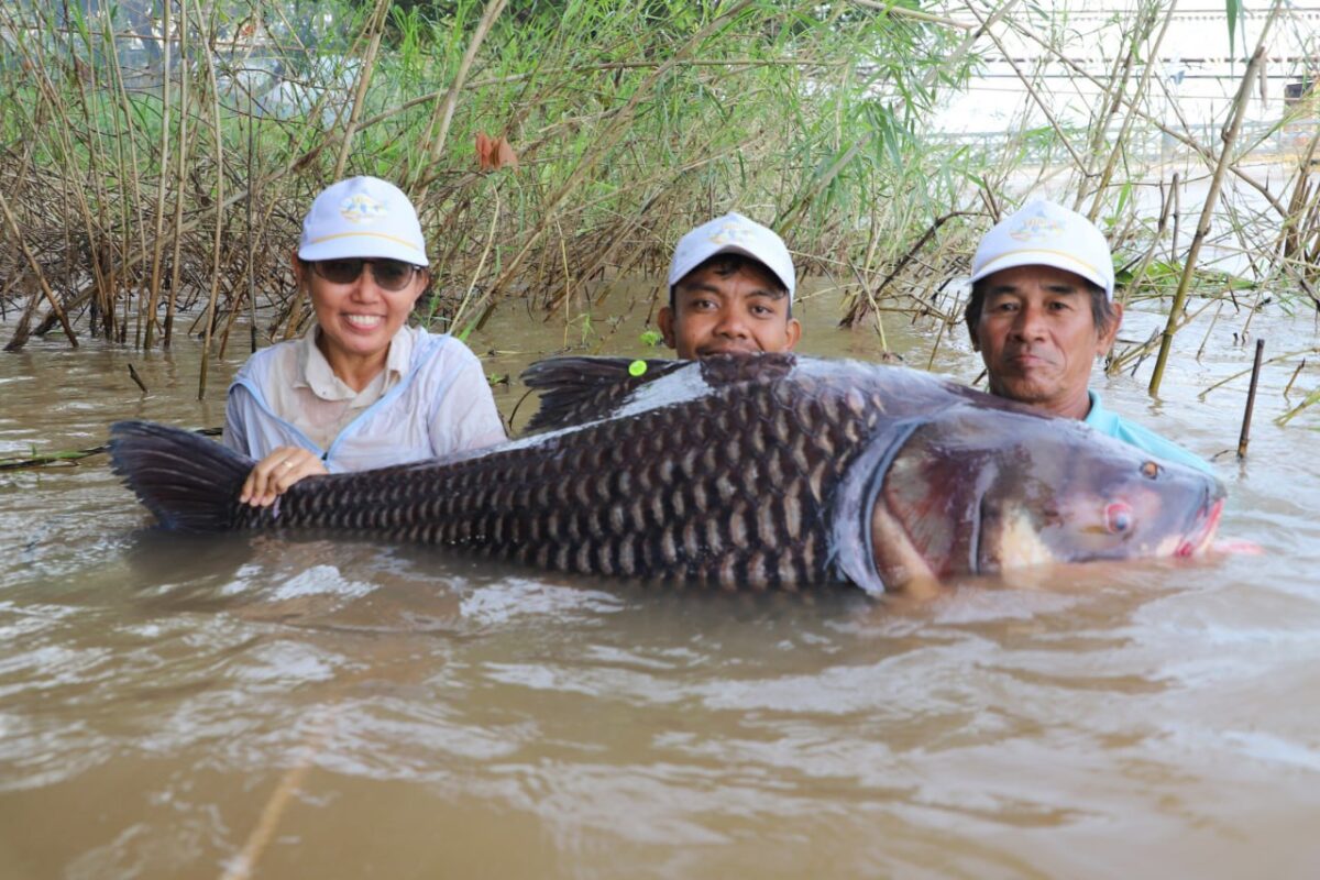 Tag and release programme sees endangered giant barbs returned to the Tonle Sap Tag and release programme sees endangered giant barbs returned to the Tonle Sap