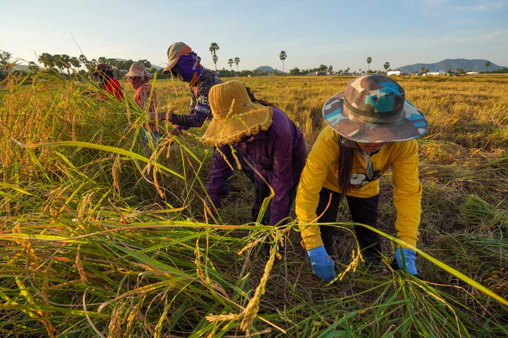Ministry ready to stabilise rice prices in case of necessity