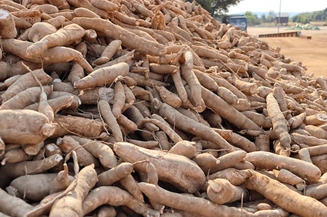 Chinese state-owned company looks to lift cassava purchases to one million tonnes Chinese state-owned company looks to lift cassava purchases to one million tonnes