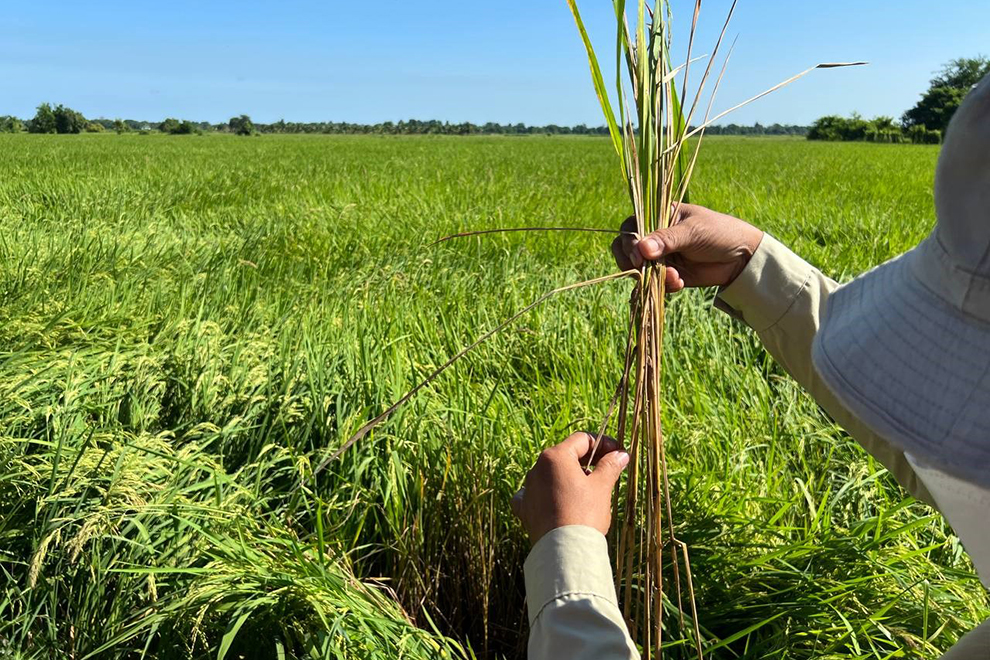 Official urges cultivation of Phka Rumduol jasmine