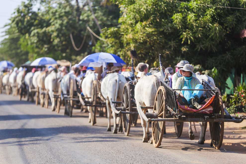 Ox cart rides offer authentic rural experience