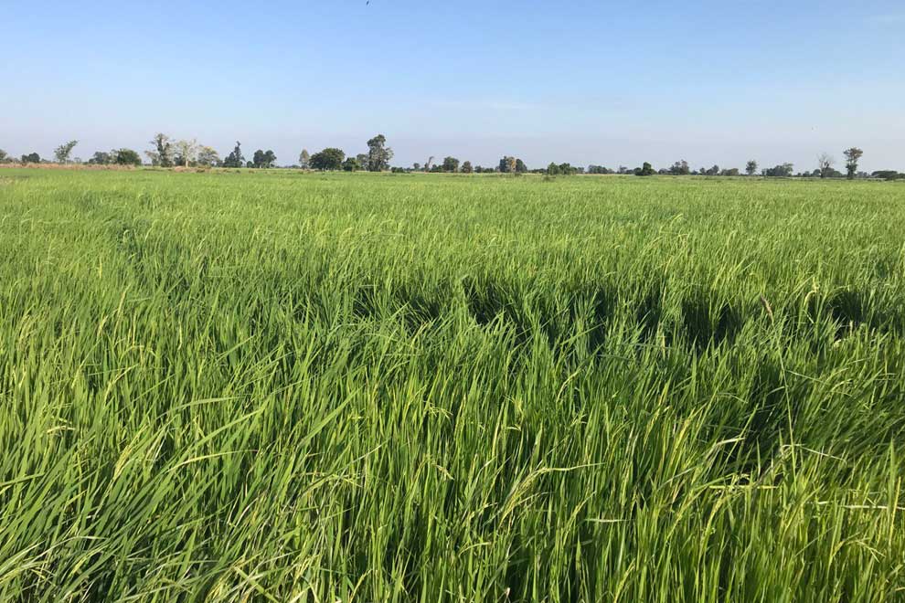 Farmers in Battambang’s Kampong Prieng commune say they are producing healthier, high-yield rice using organic fertiliser. Kim Sarom
