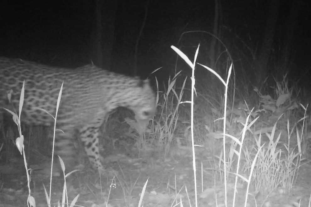 Rare leopard caught by camera traps in Mondulkiri Rare leopard caught by camera traps in Mondulkiri