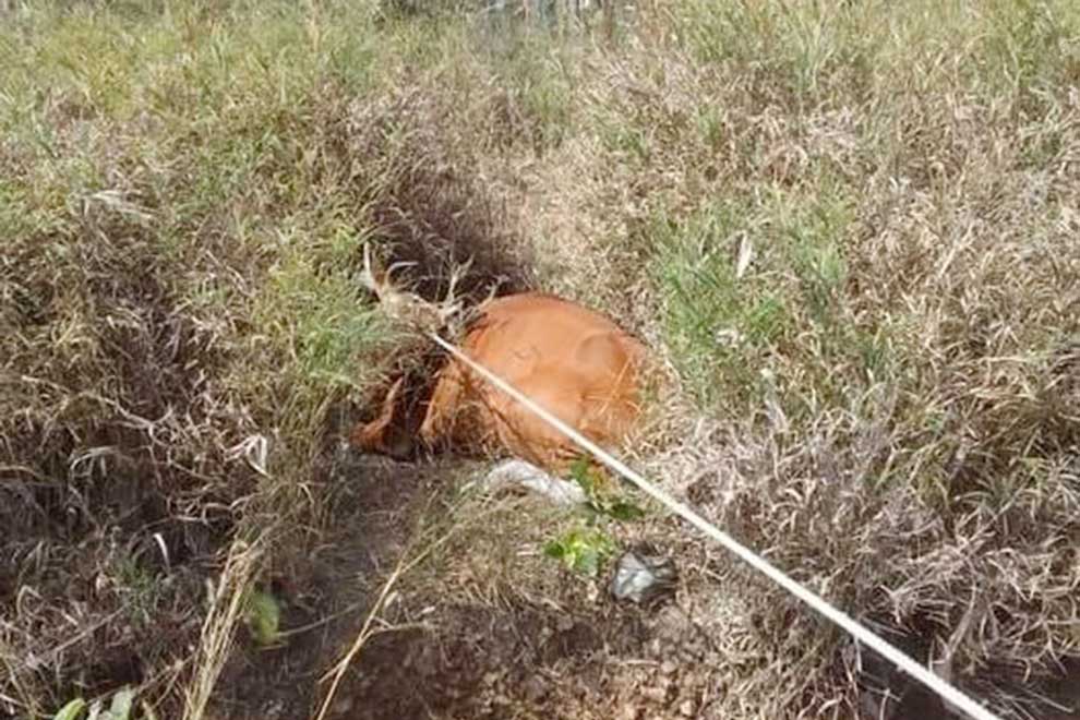 Snared banteng rescued by forest community in Oddar Meanchey Snared banteng rescued by forest community in Oddar Meanchey