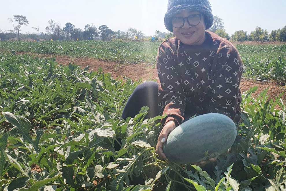 Watermelons make for lucrative interim crop