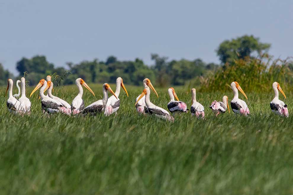 REDD+ soon one-third of protected land