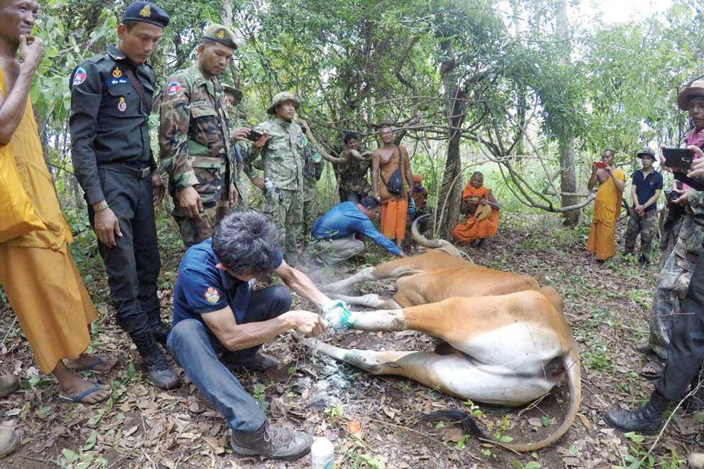 Poaching rare specimens ‘persists’ in Oddar Meanchey Poaching rare specimens 'persists' in Oddar Meanchey