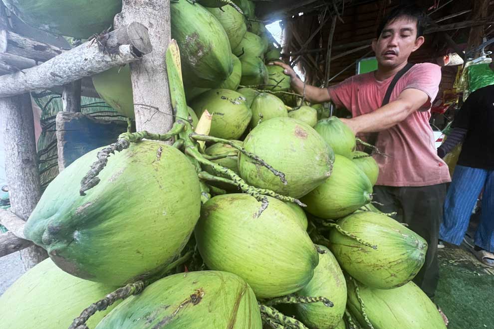 Growers gear up: China ready to import fragrant coconuts