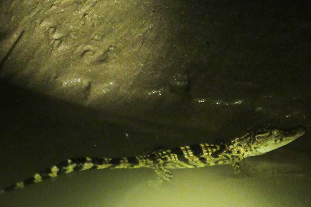Siamese crocodile breeding programme in pipeline