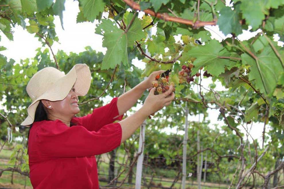 Battambang and Kampong Speu: Viability of grape cultivation eyed Battambang and Kampong Speu: Viability of grape cultivation eyed