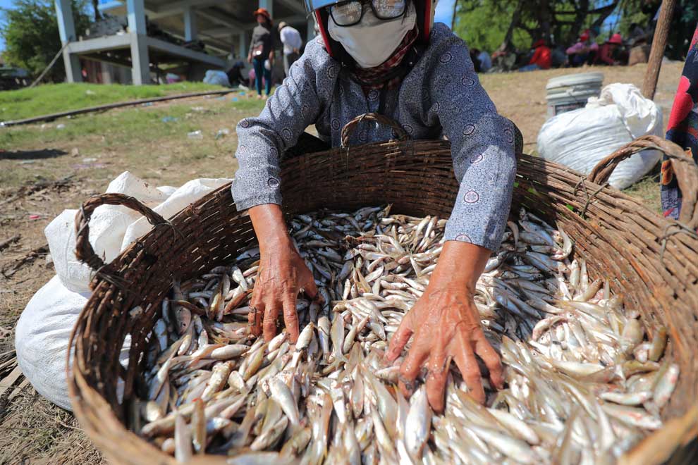 Fisheries official predicts prahok season start date