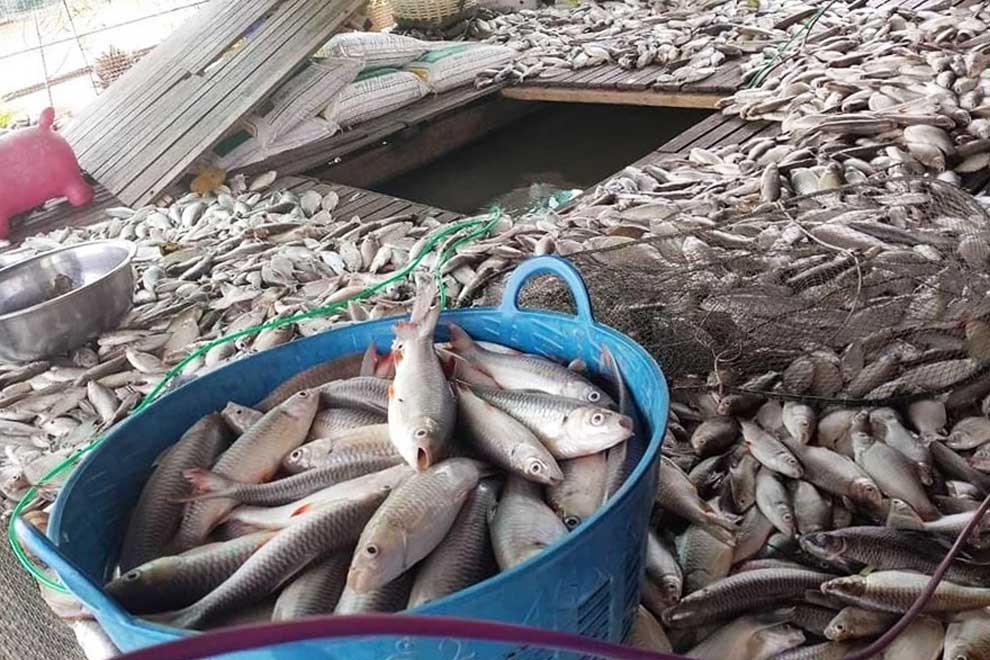 Authorities intervene to end fish farm deaths in Kampong Chhnang Authorities intervene to end fish farm deaths in Kampong Chhnang