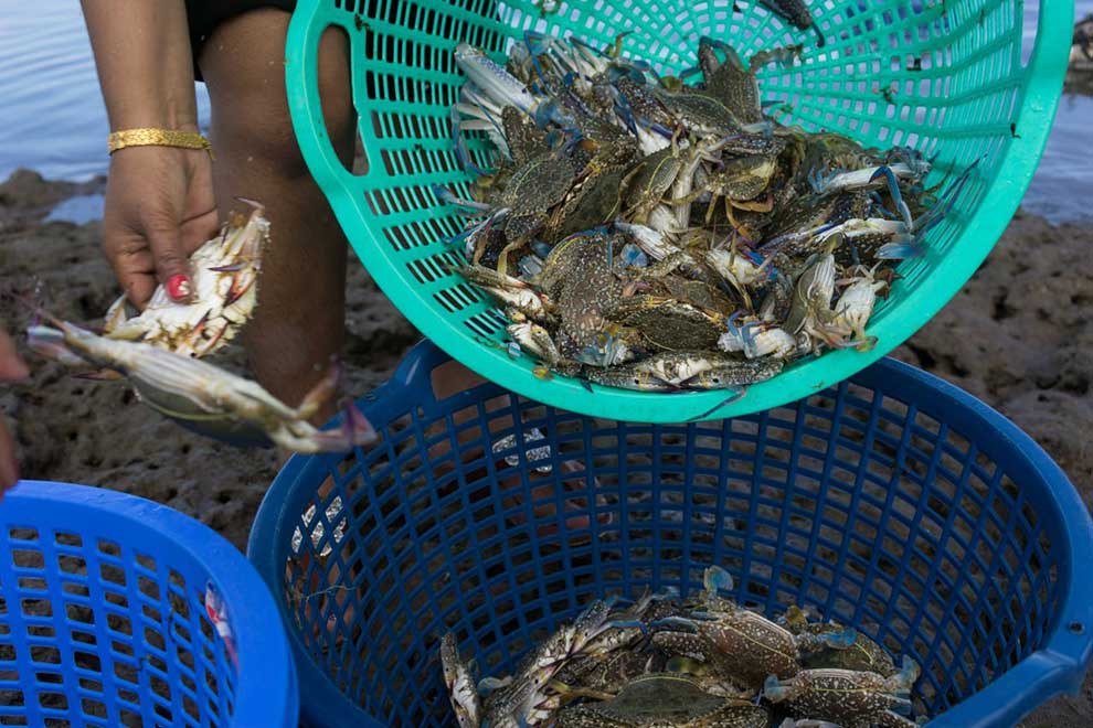 Crab fished in Kampot province in recent years. POST STAFF