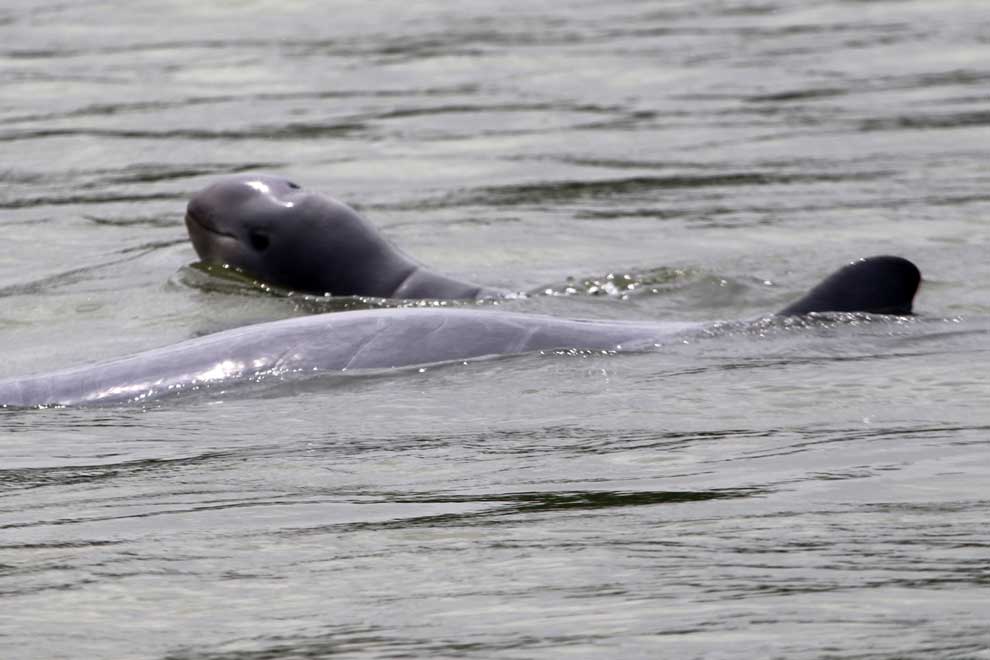 Authorities in dolphin areas swift to lend protective hand Authorities in dolphin areas swift to lend protective hand
