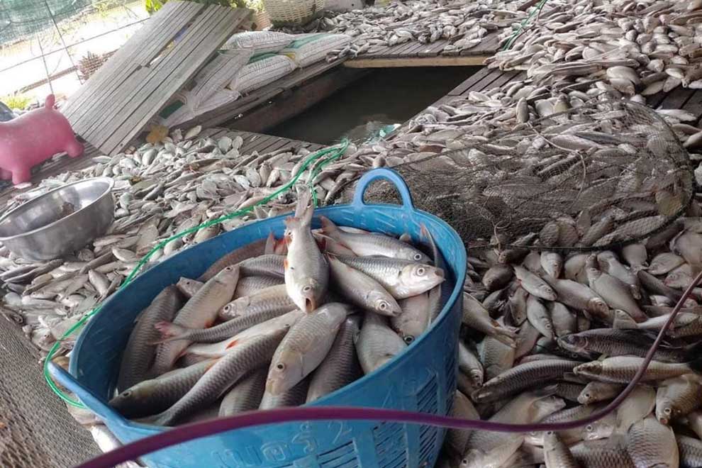 Heat kills more Kampong Chhnang fish