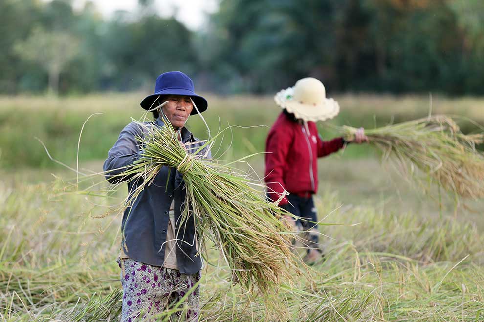 Farmers harvesting rice in Kampot province’s Kampong Trach district.