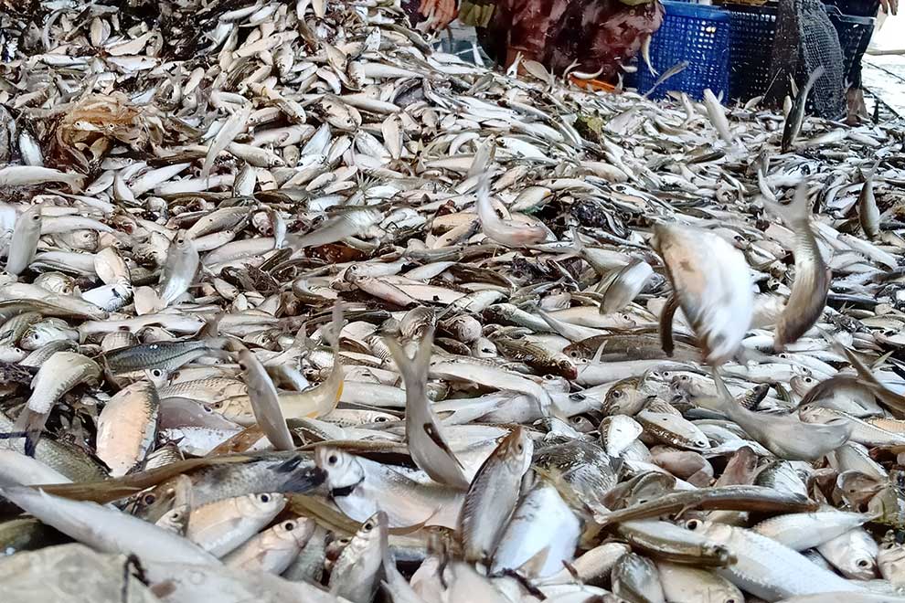 Rosy official forecasts fail to lift freshwater fishermen's hopes