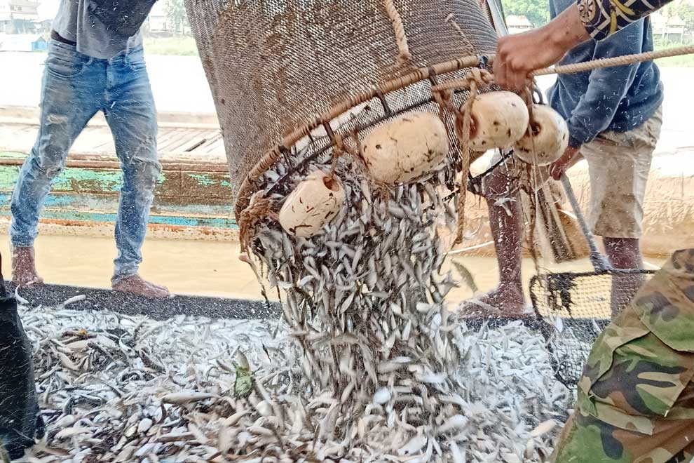 Bountiful prahok season, say fishermen Bountiful prahok season