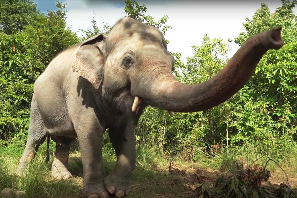 Kaavan seeks solace among new herd in Kulen sanctuary