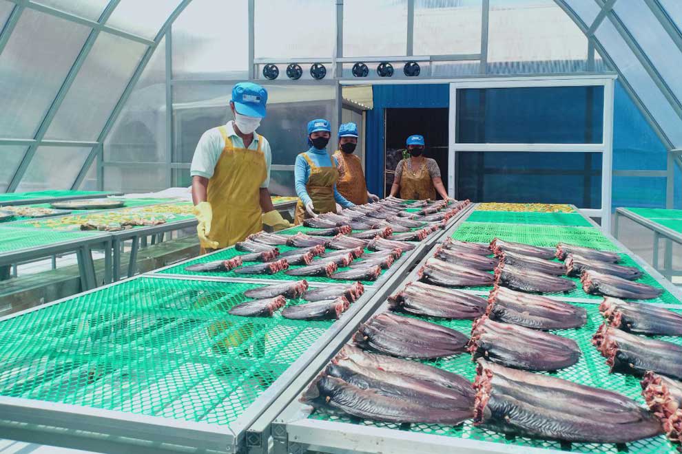 Solar boosts Kampong Thom fish drying Solar boosts Kampong Thom fish drying