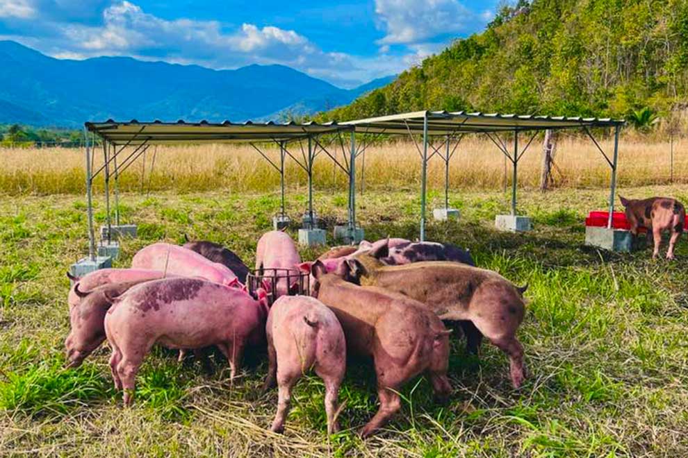 Sunlight and space: Kampong Chhnang farm's recipe for healthy pigs