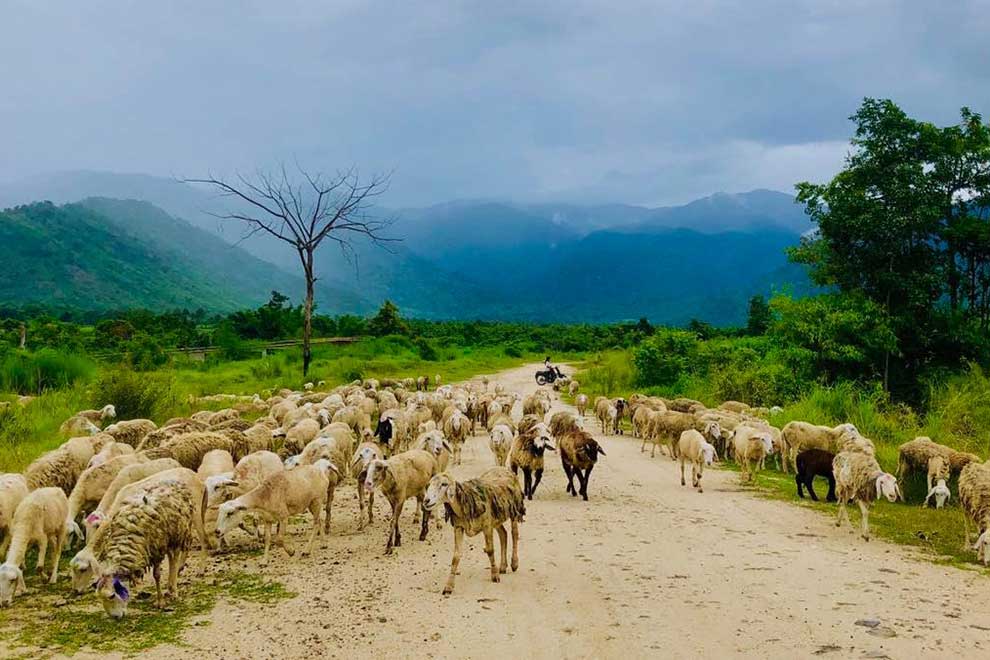 Sheep graze on green mountain grass at Organic Sheep Farm in Kampong Chhnang’s Teuk Phos district. ORGANIC SHEEP FARM