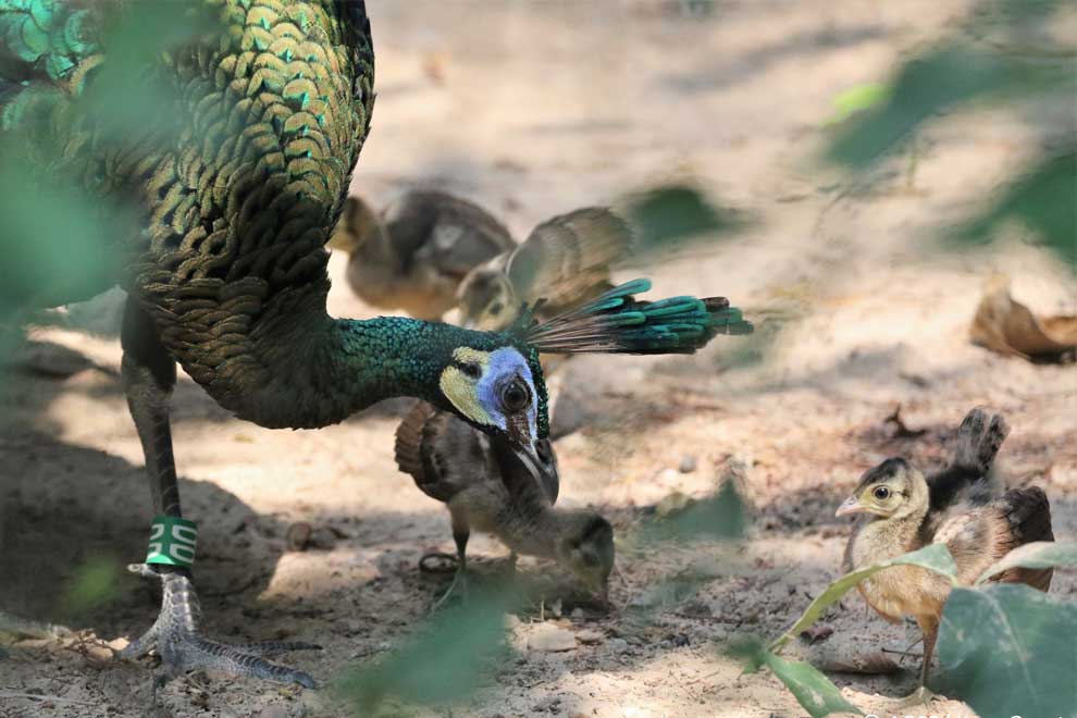ACCB planning release of eight captive-bred peafowl ACCB planning release of eight captive-bred peafowl