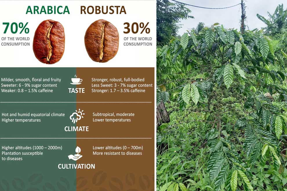 Agriculture ministry pushes robusta cultivation Agriculture ministry pushes robusta cultivation