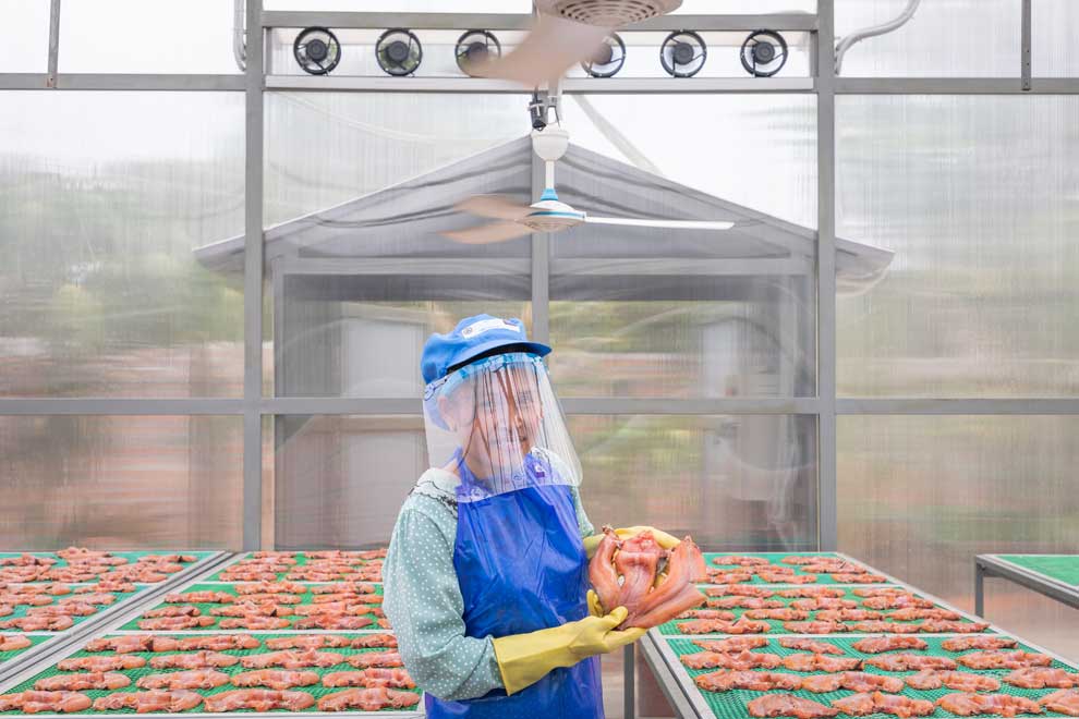 Solar fish drying tech: success in all four seasons Solar fish drying tech: success in all four seasons