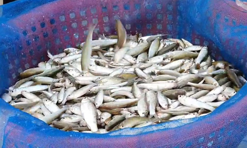 Battambang fishermen report massive hauls Battambang fishermen report massive hauls