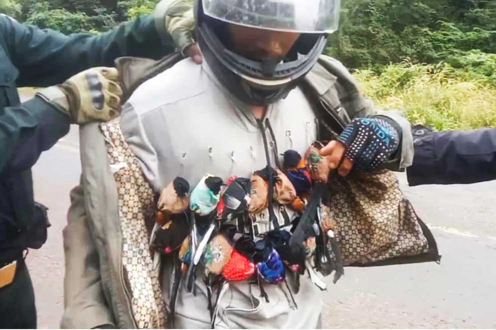 Sumatran serow freed from snare