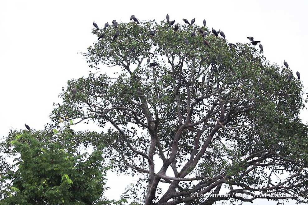 Bird survey shows white-shoulder ibis comeback