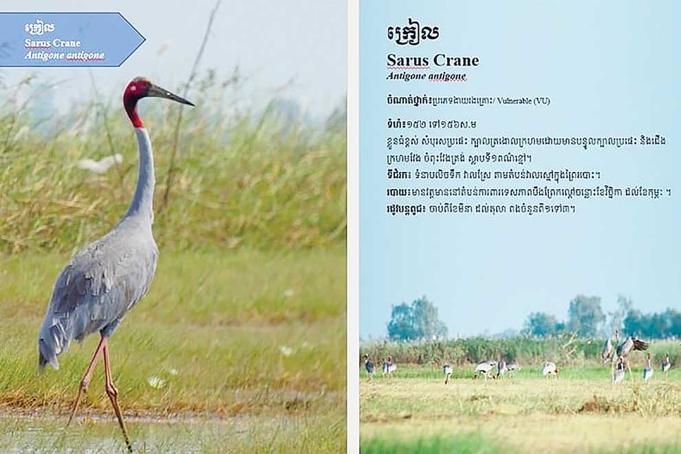 An excerpt from Birdlife’s guidebook. BIRDLIFE INTERNATIONAL CAMBODIA PROGRAMME