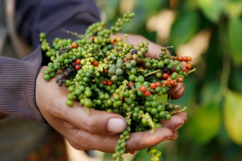 Peppercorn prices ‘decrease slightly’ on-year: federation Peppercorn prices 'decrease slightly' on-year: federation