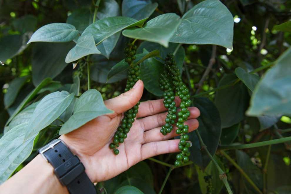 Peppercorn exports rocket by 79%